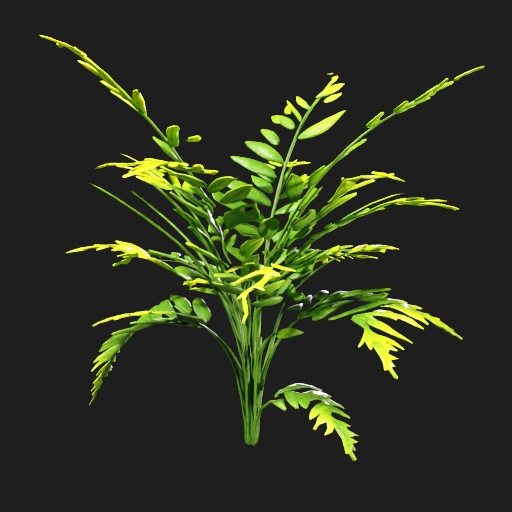 Fern Tropical Plant