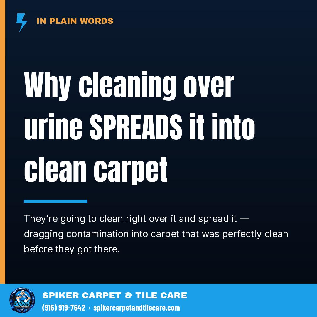 No before. No after. Just this.

Why cleaning over urine SPREADS it into clean carpet.

Th