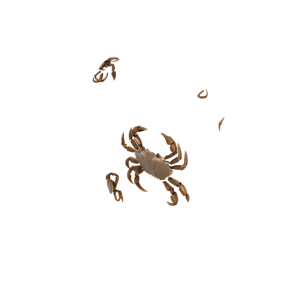 Bronze Pocket Articulated Crab