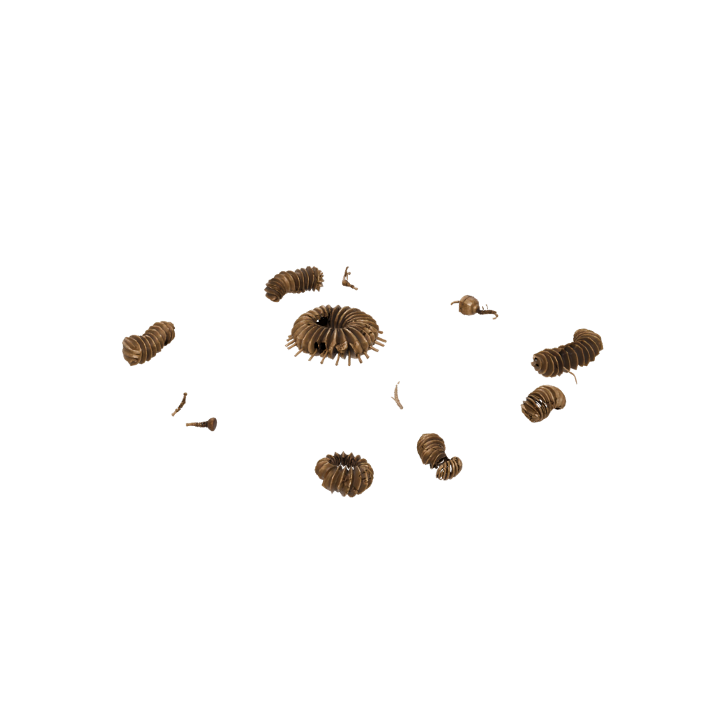 Bronze Pocket Articulated Millipede