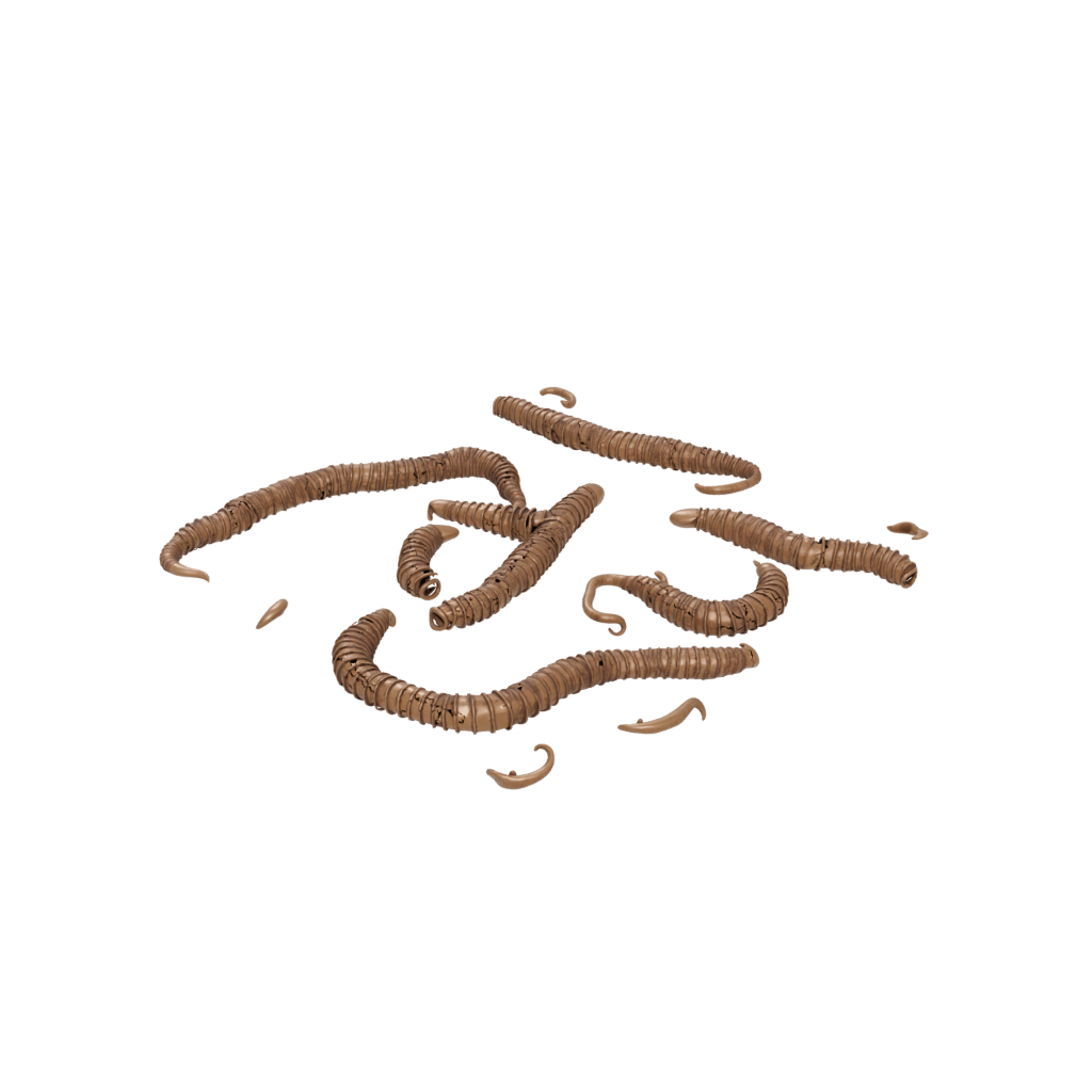 Bronze Articulated Worm