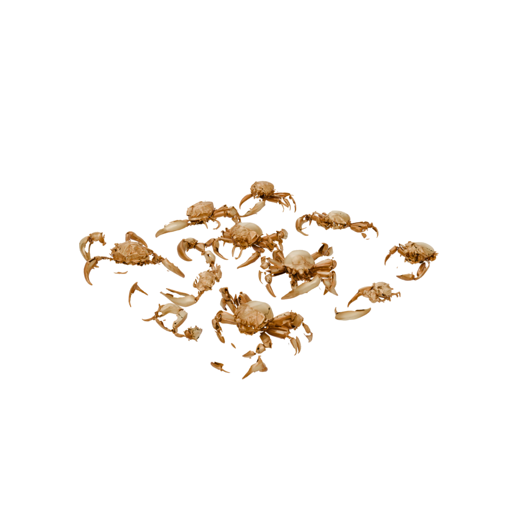 Gold Pocket Articulated Crab