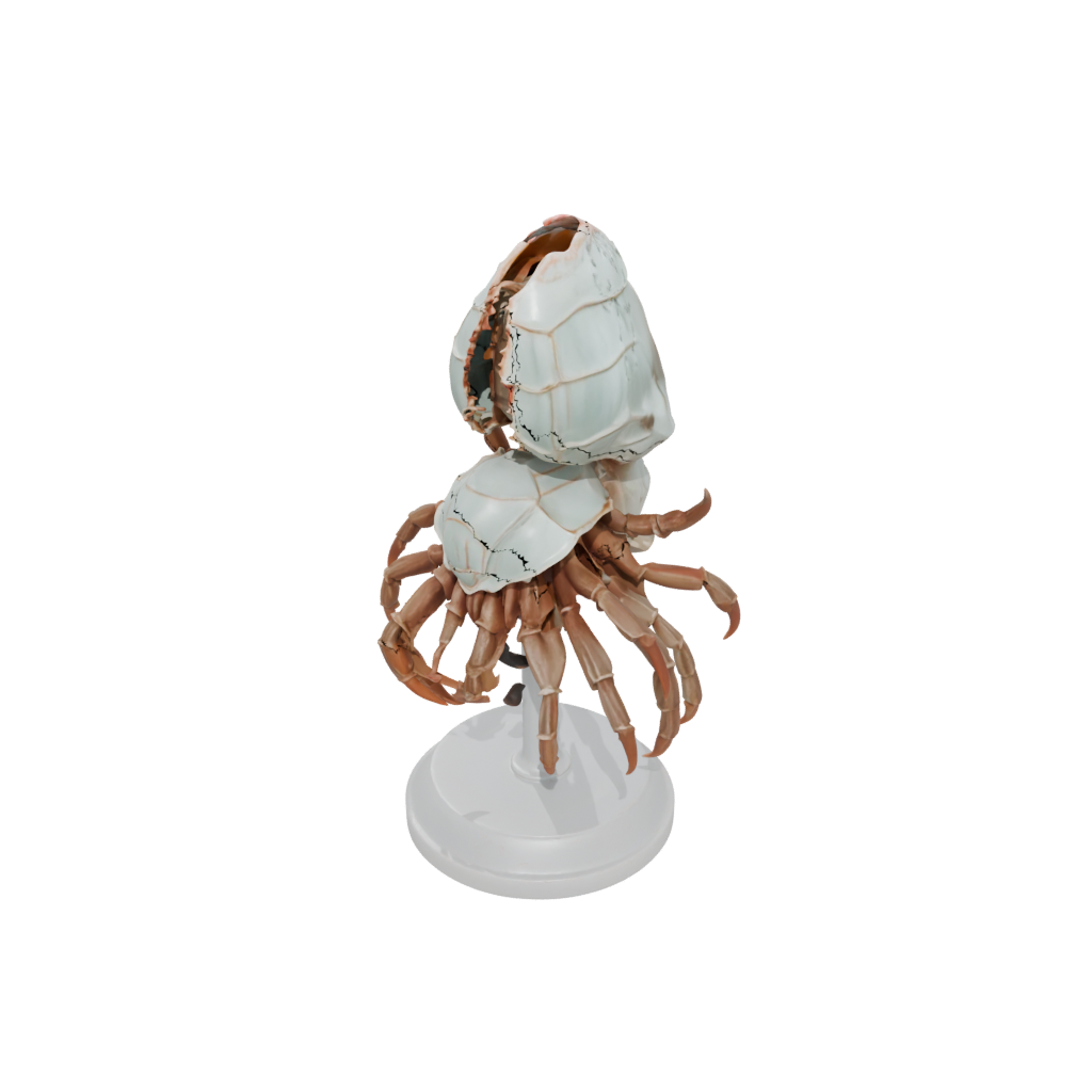 Flexi Hermit Crab