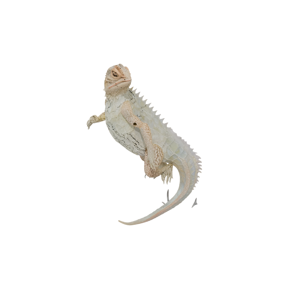 Crystal Floral Flexi Bearded Dragon