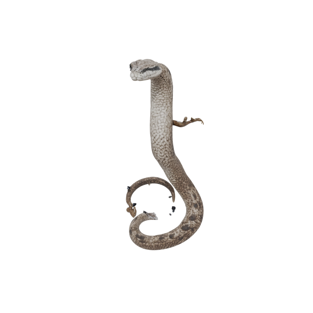 Crystal Realistic Flexi Rattlesnake