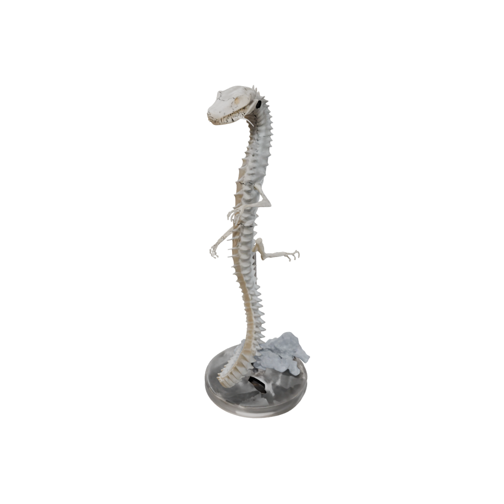 Crystal Skeleton Flexi Rattlesnake