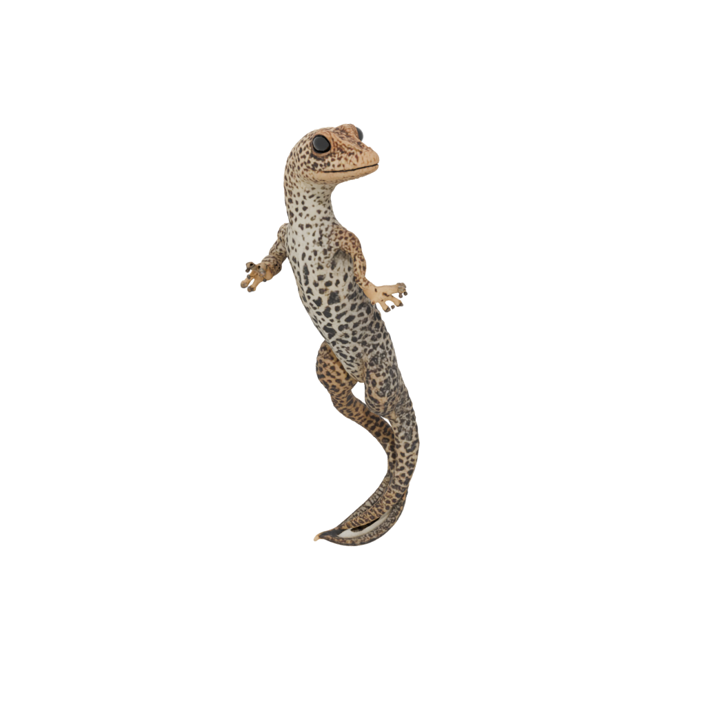 Galaxy Realistic Flexi Leopard Gecko