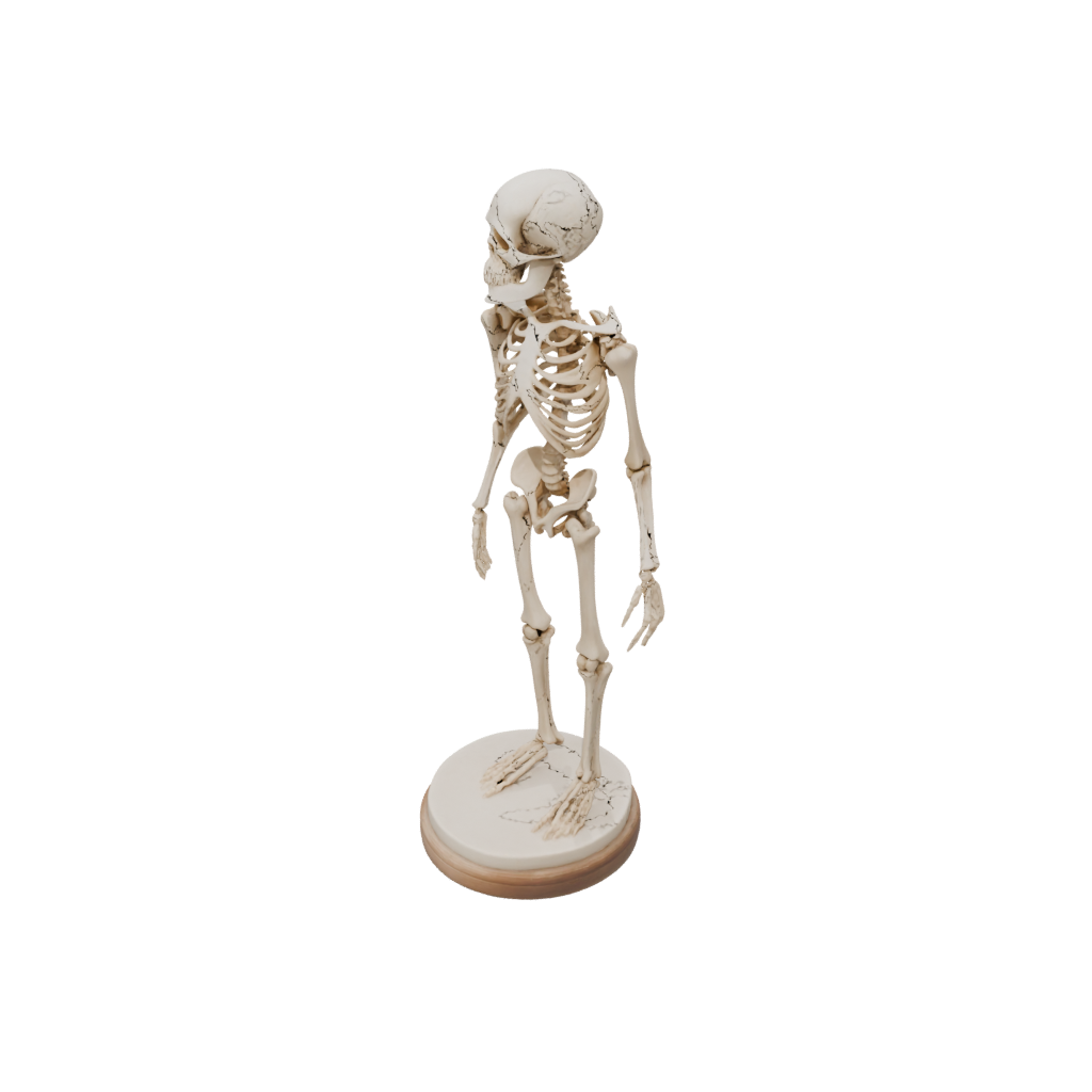Galaxy Skeleton Flexi Nautilus
