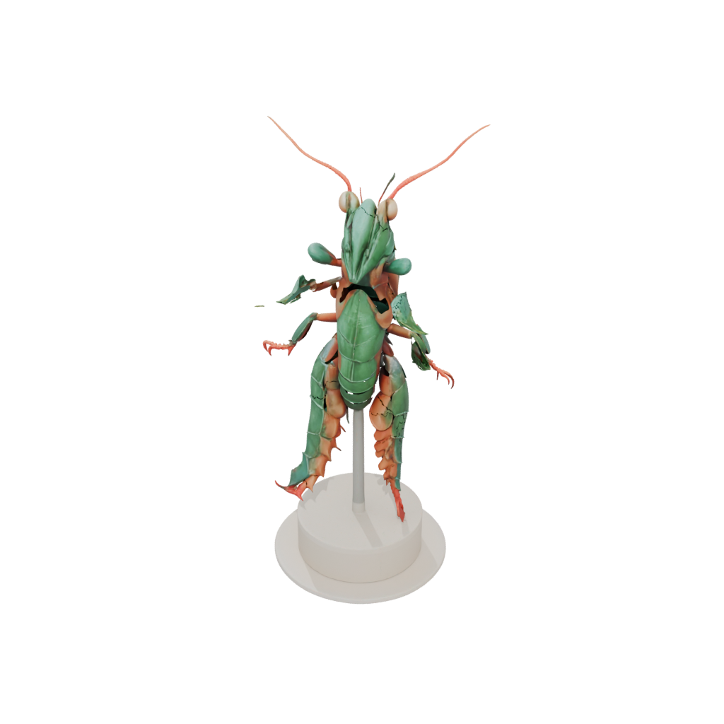 Geo Flexi Mantis Shrimp