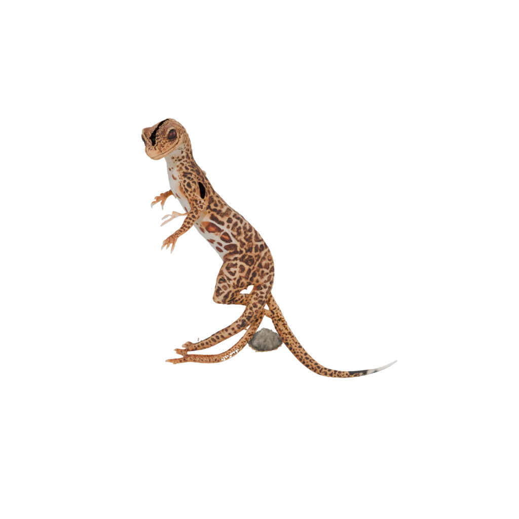 Jumbo Armored Flexi Leopard Gecko