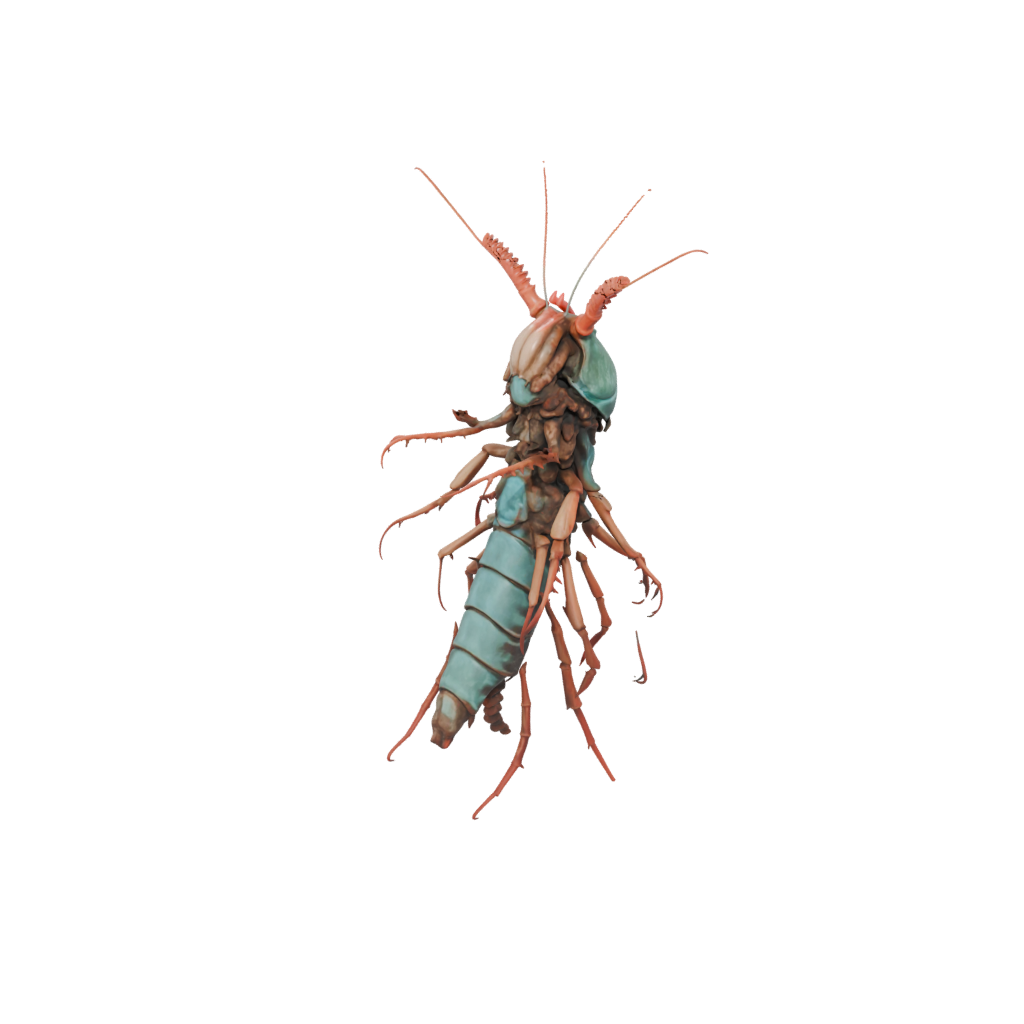 Jumbo Realistic Flexi Mantis Shrimp