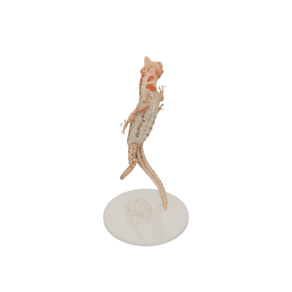 Jumbo Skeleton Flexi Leopard Gecko