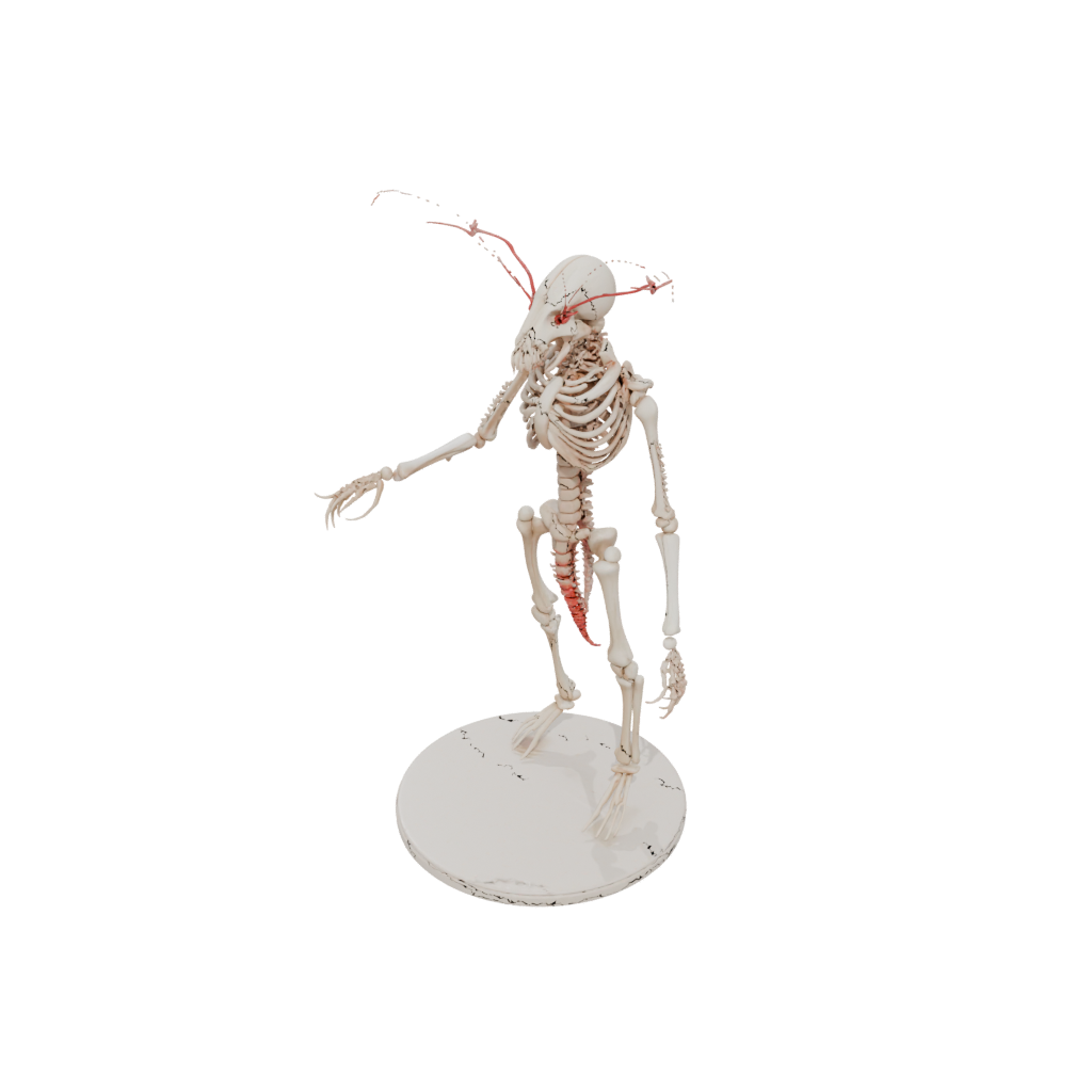 Jumbo Skeleton Flexi Lobster