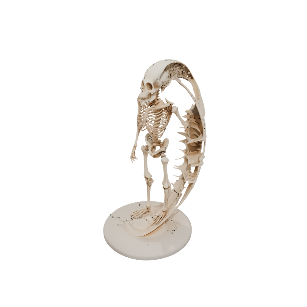 Jumbo Skeleton Flexi Nautilus