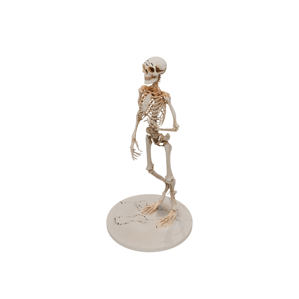 Jumbo Skeleton Flexi Newt