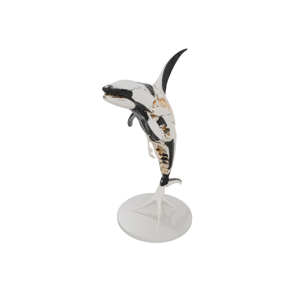 Jumbo Skeleton Flexi Orca Whale