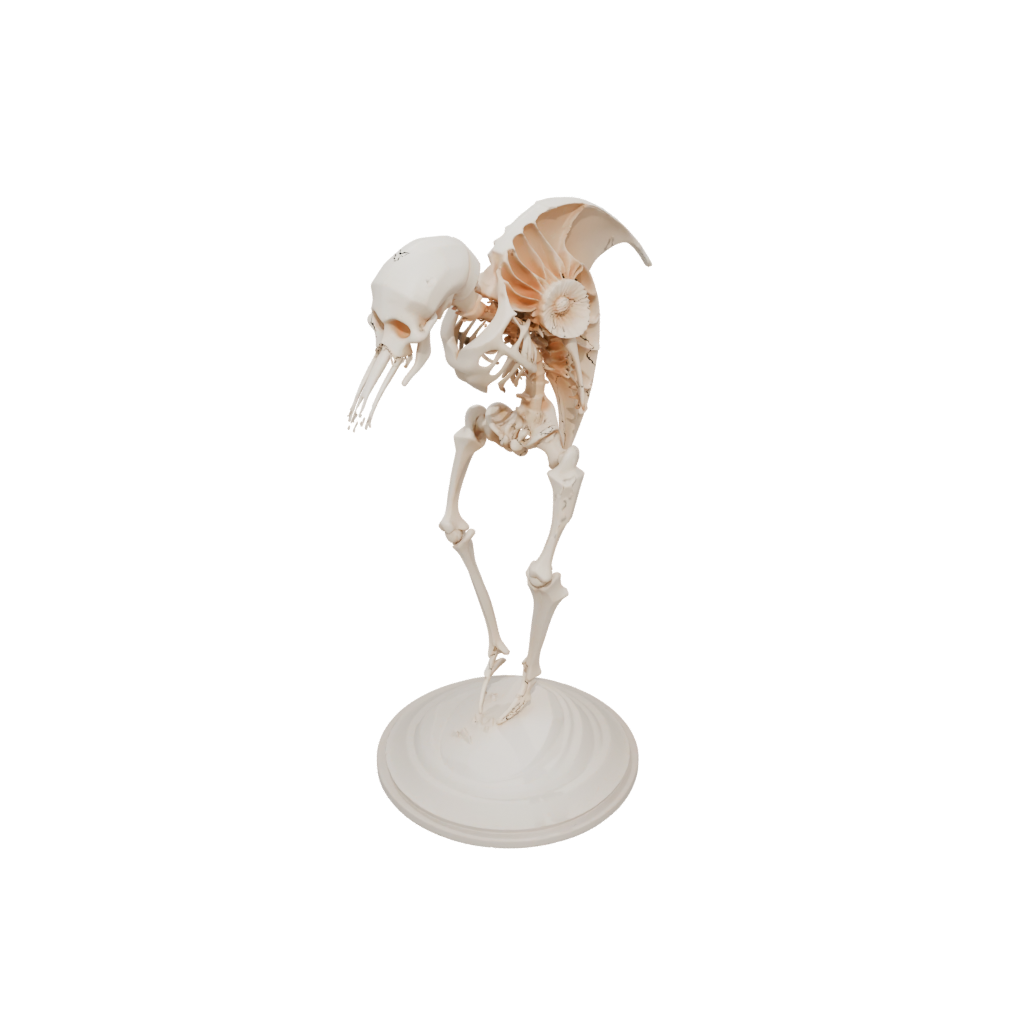Low-Poly Skeleton Flexi Nautilus