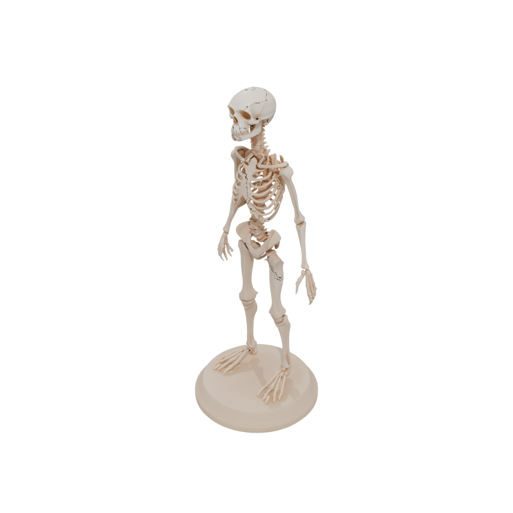 Low-Poly Skeleton Flexi Newt