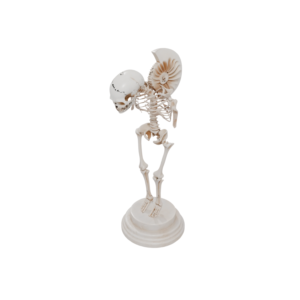 Marble Skeleton Flexi Nautilus