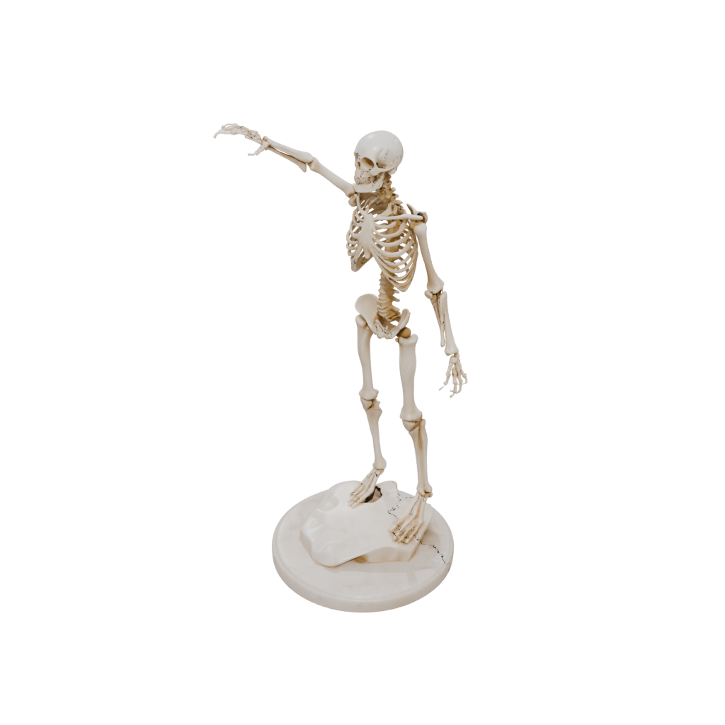 Marble Skeleton Flexi Newt