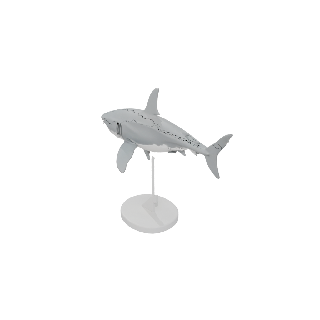 Mini Skeleton Flexi Great White Shark