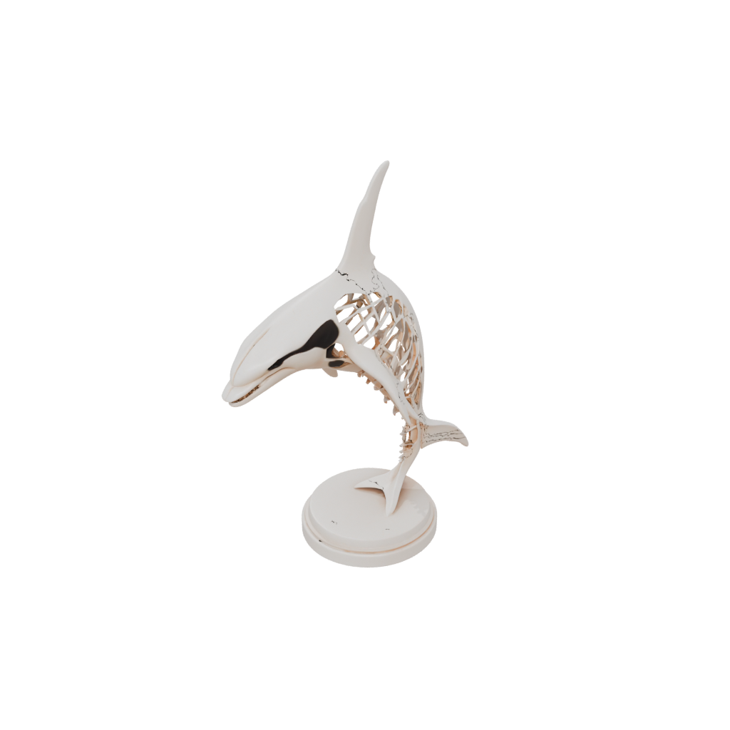 Mini Skeleton Flexi Orca Whale