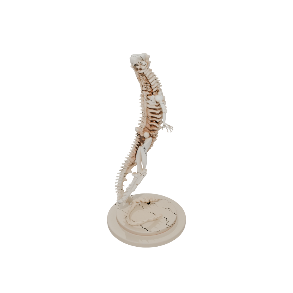 Mini Skeleton Flexi Salamander