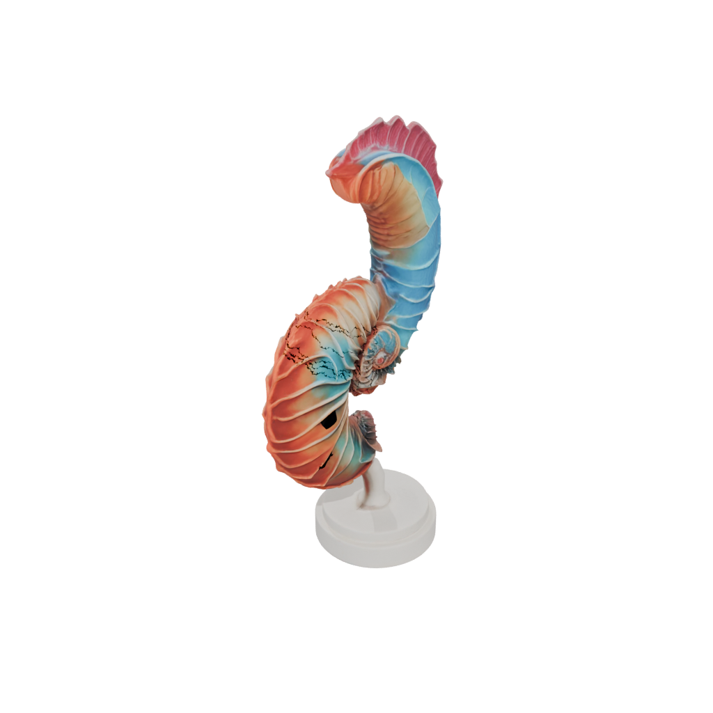 Neon Realistic Flexi Nautilus