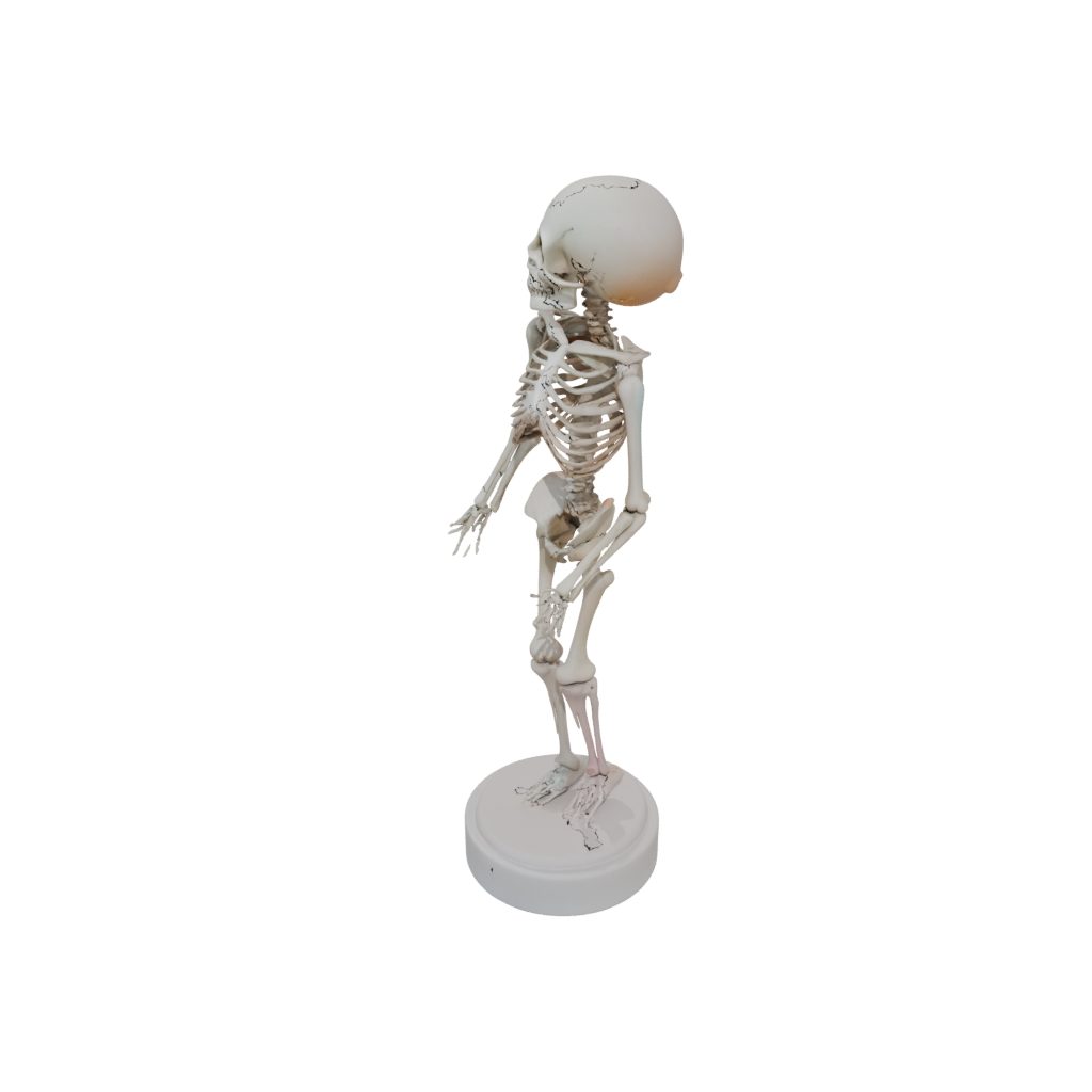 Neon Skeleton Flexi Nautilus