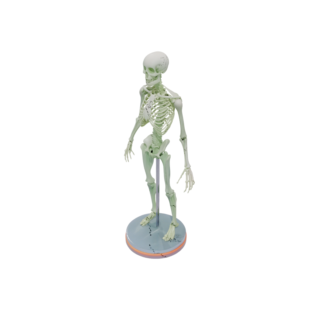 Neon Skeleton Flexi Stingray