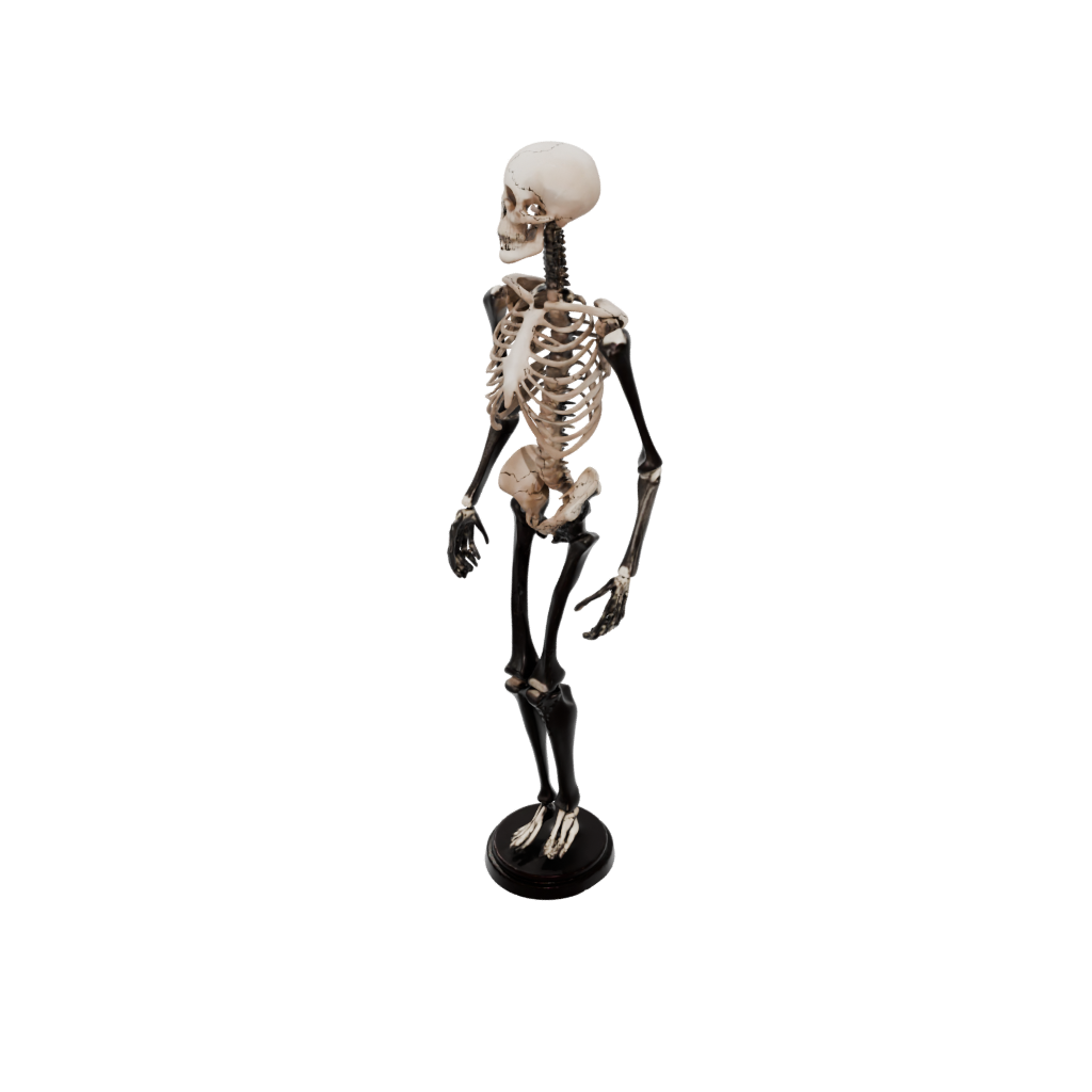Obsidian Skeleton Flexi Nautilus