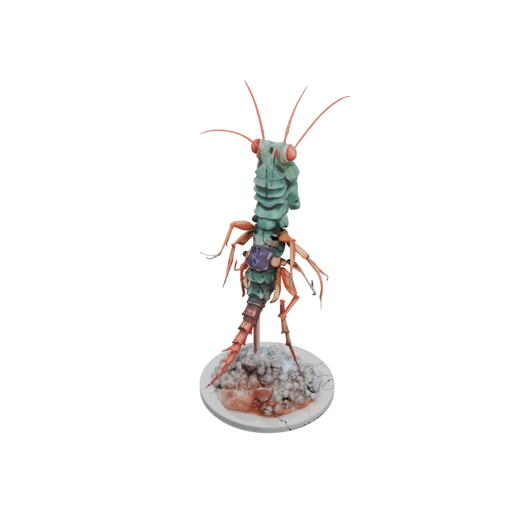 Pastel Realistic Flexi Mantis Shrimp