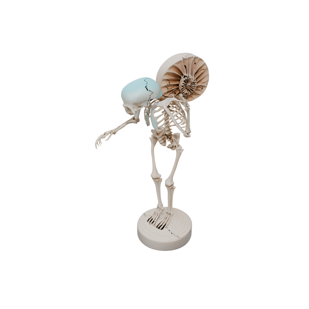 Pastel Skeleton Flexi Nautilus