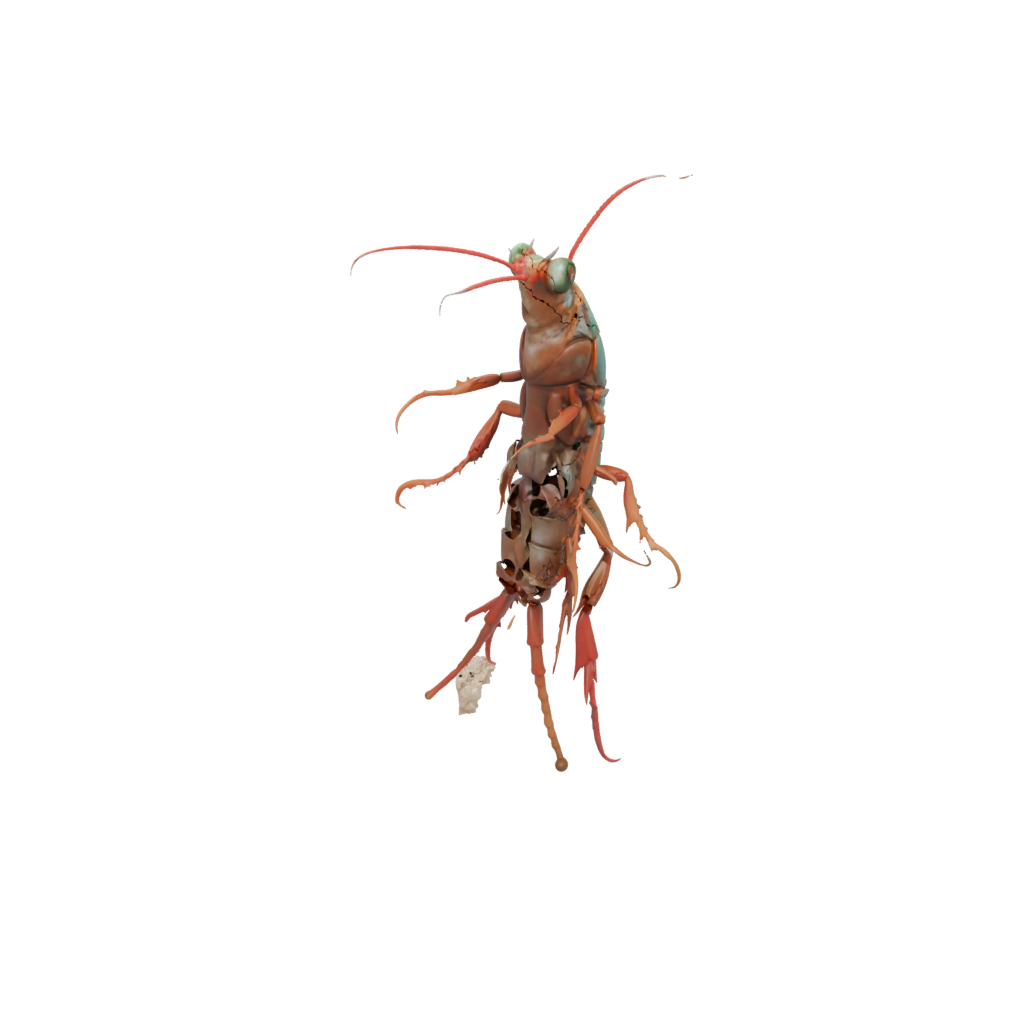 Realistic Flexi Mantis Shrimp