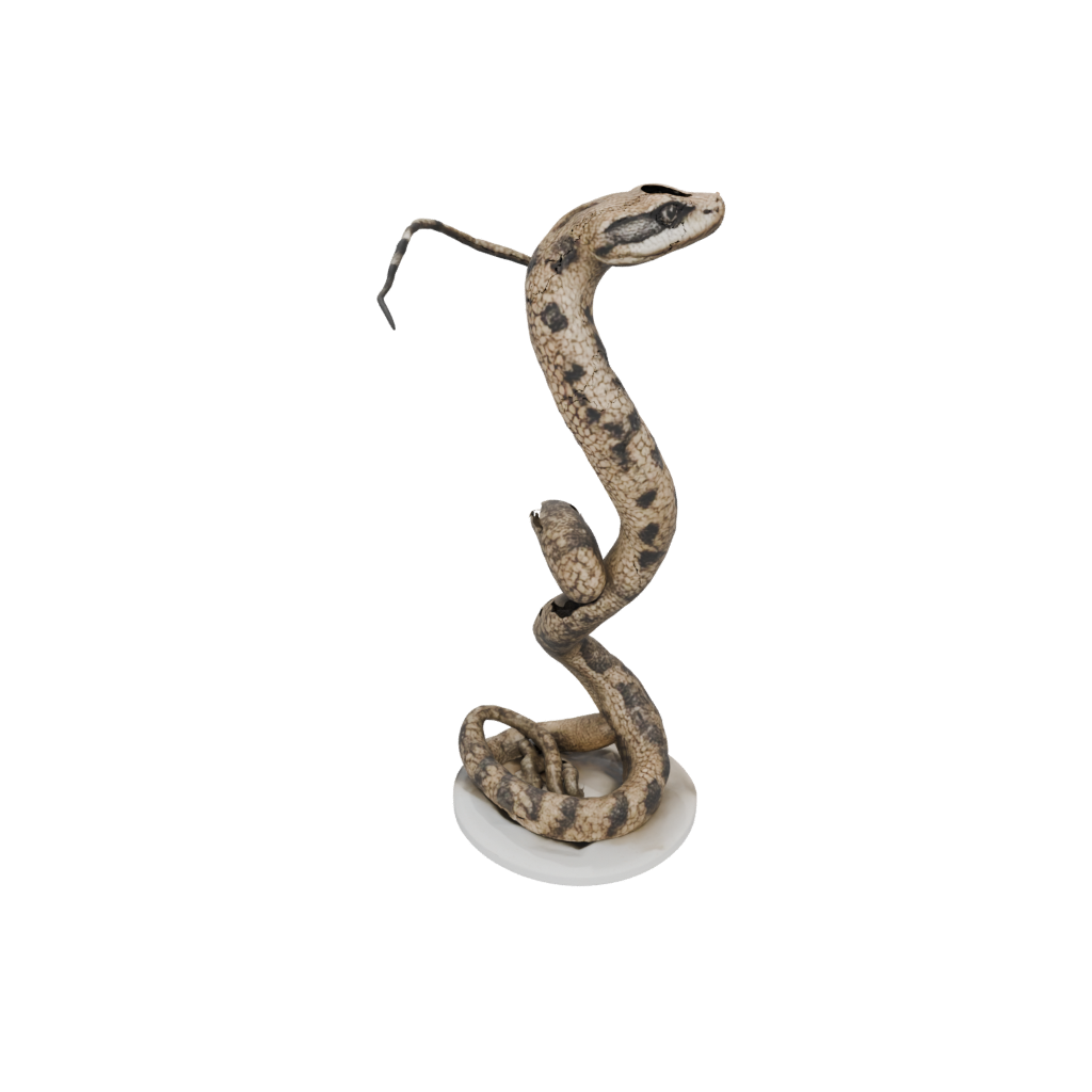 Realistic Flexi Rattlesnake