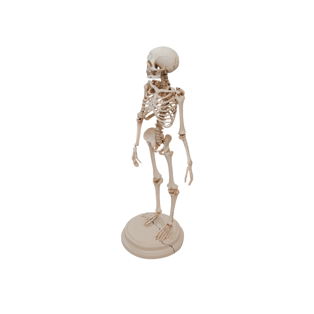 Skeleton Flexi Nautilus