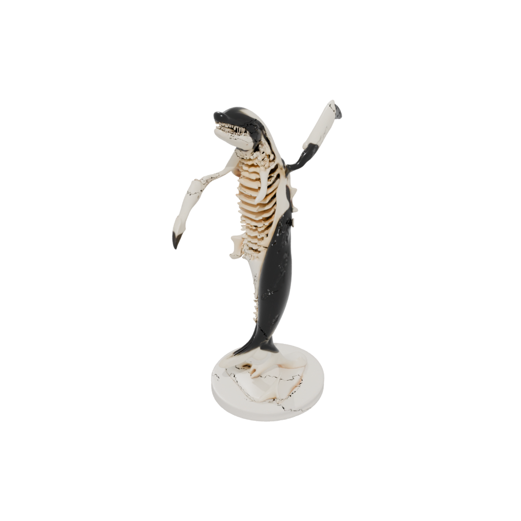Skeleton Flexi Orca Whale