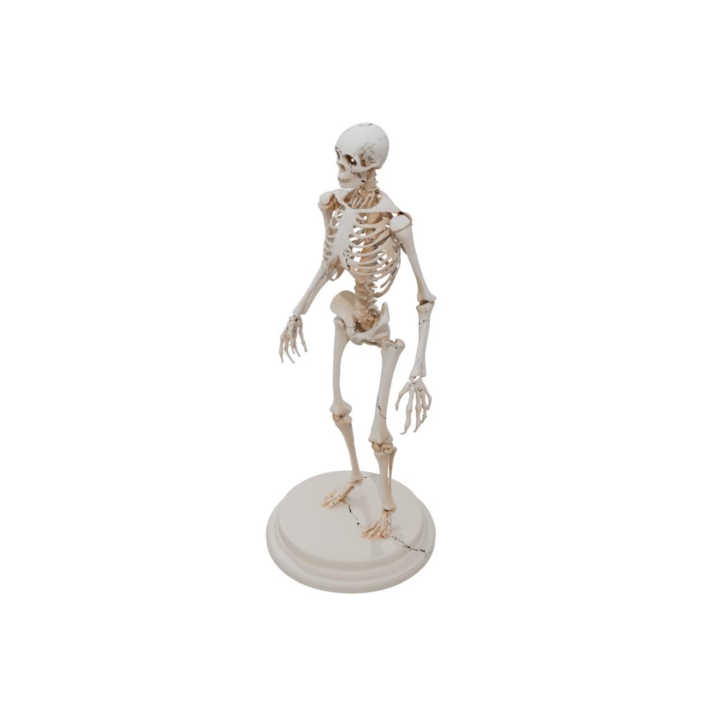 Skeleton Flexi Stingray