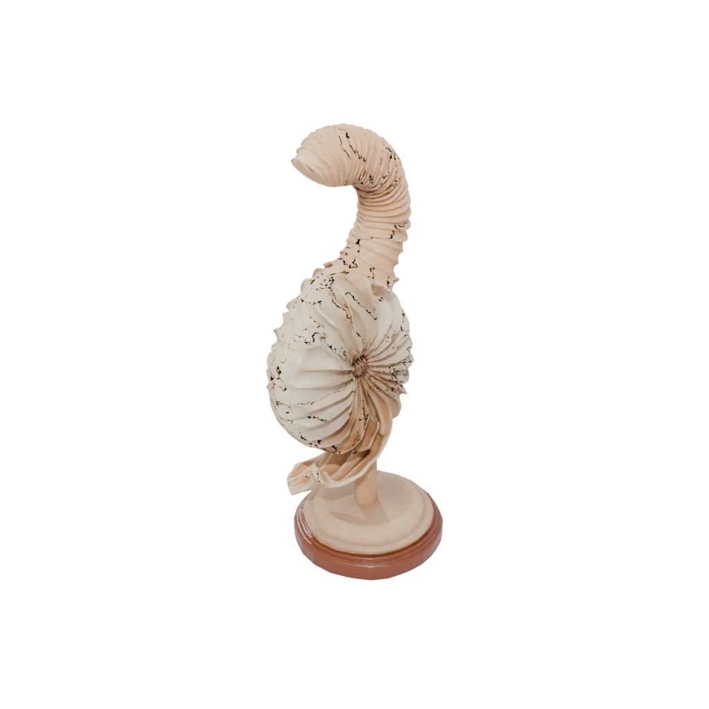 Woodgrain Realistic Flexi Nautilus