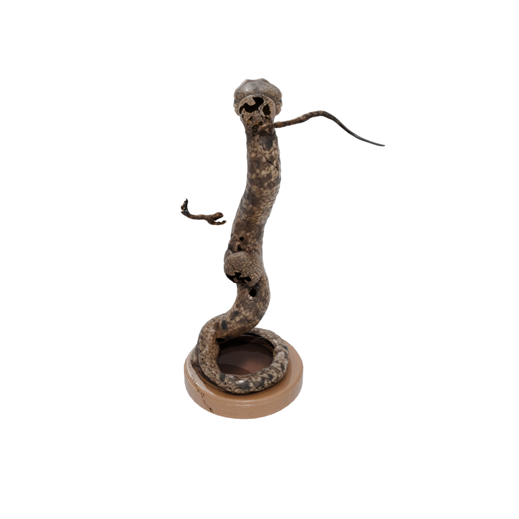 Woodgrain Realistic Flexi Rattlesnake