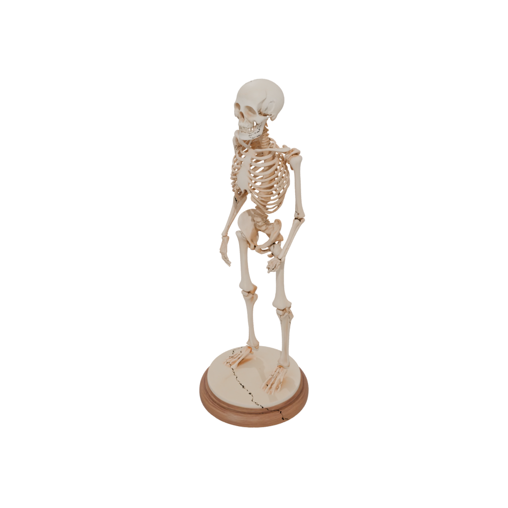 Woodgrain Skeleton Flexi Nautilus