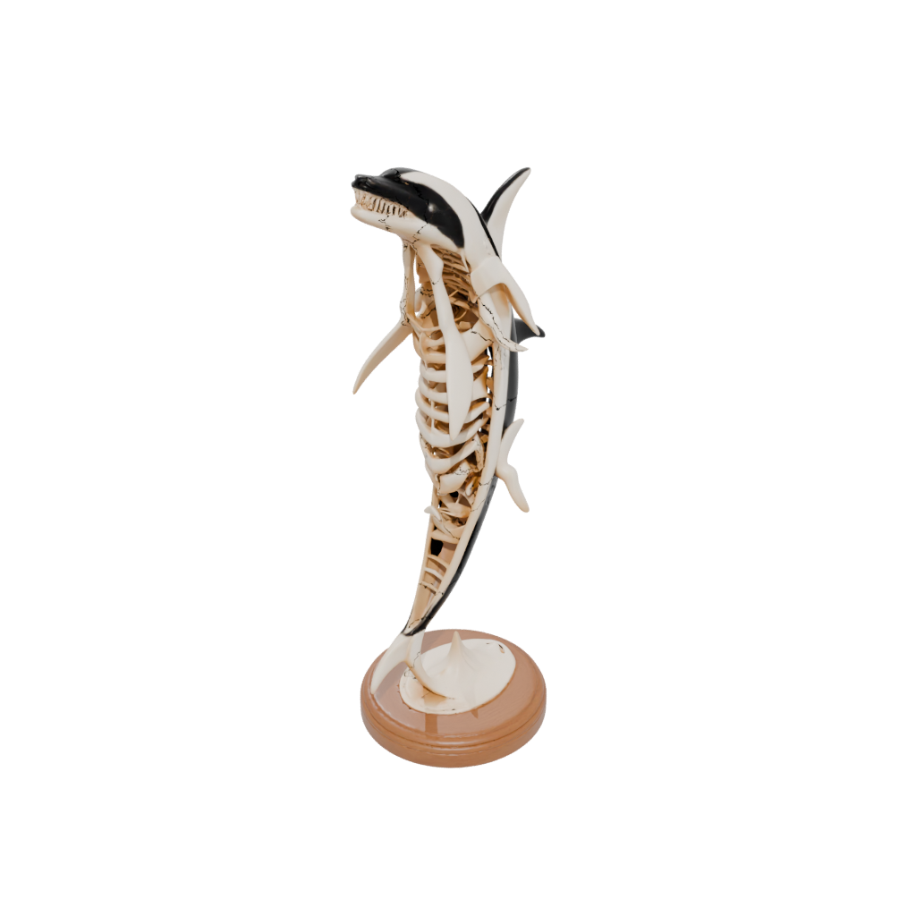 Woodgrain Skeleton Flexi Orca Whale