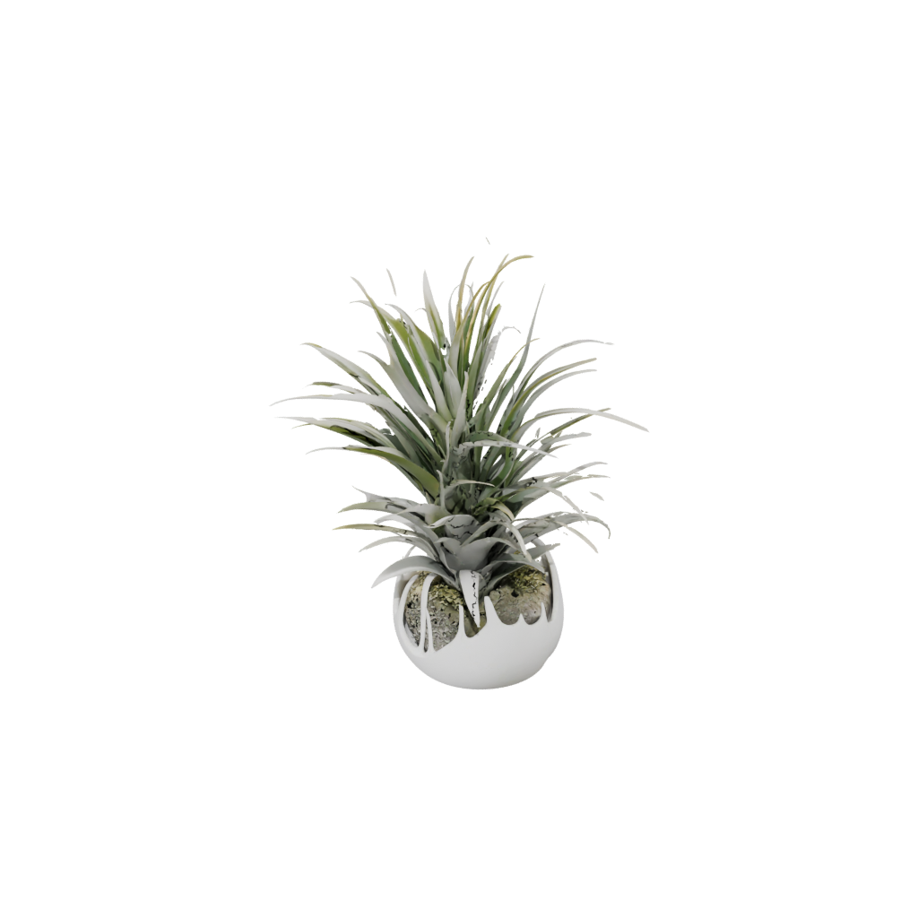 Holiday Organic Air-Plant Holder