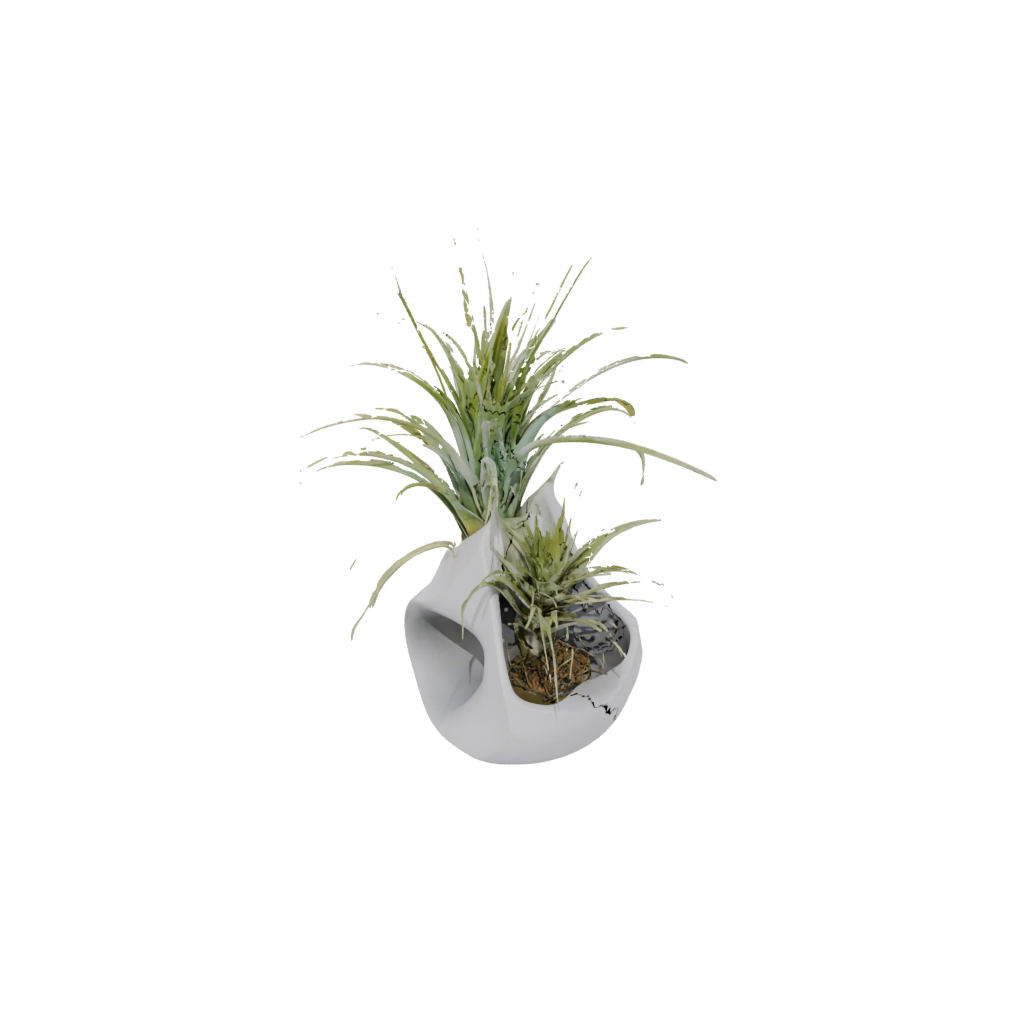 Jumbo Organic Air-Plant Holder