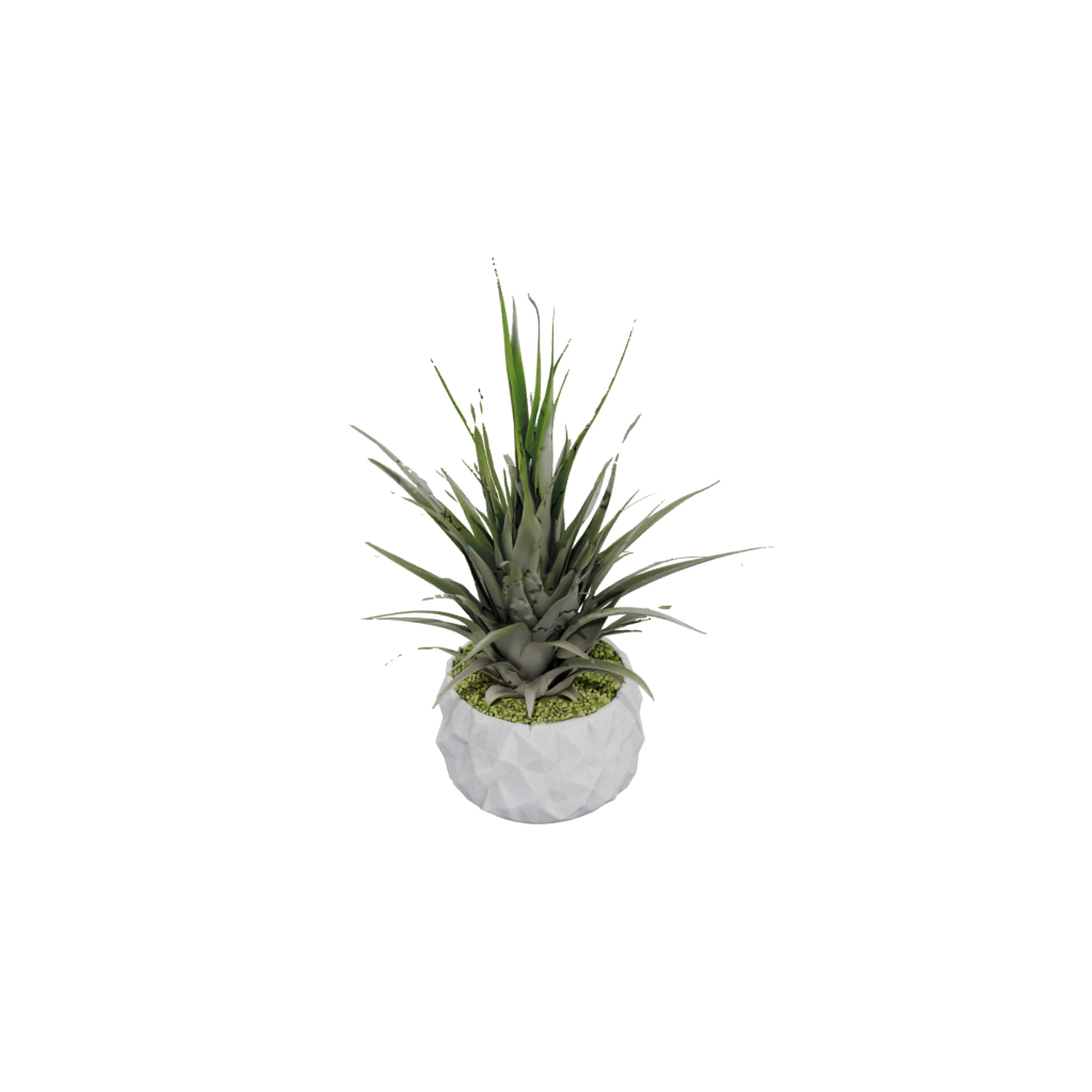 Jumbo Rustic Air-Plant Holder