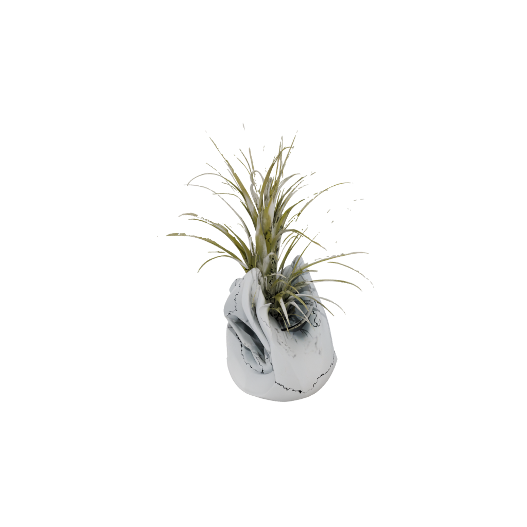 Mini Organic Air-Plant Holder