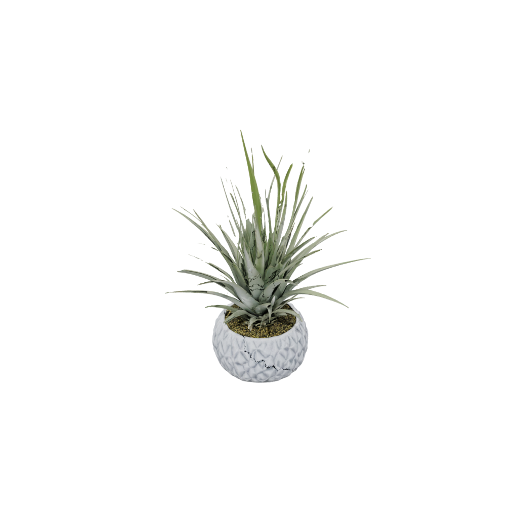 Mini Rustic Air-Plant Holder