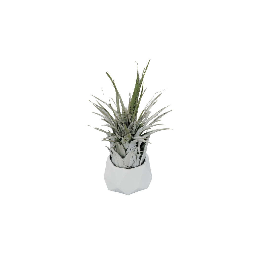 Air-Plant Holder