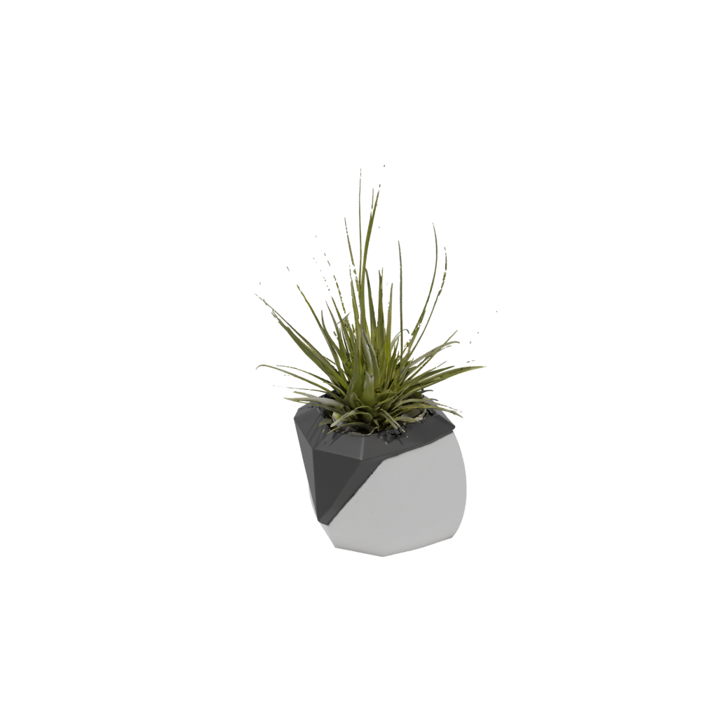 Obsidian Air-Plant Holder